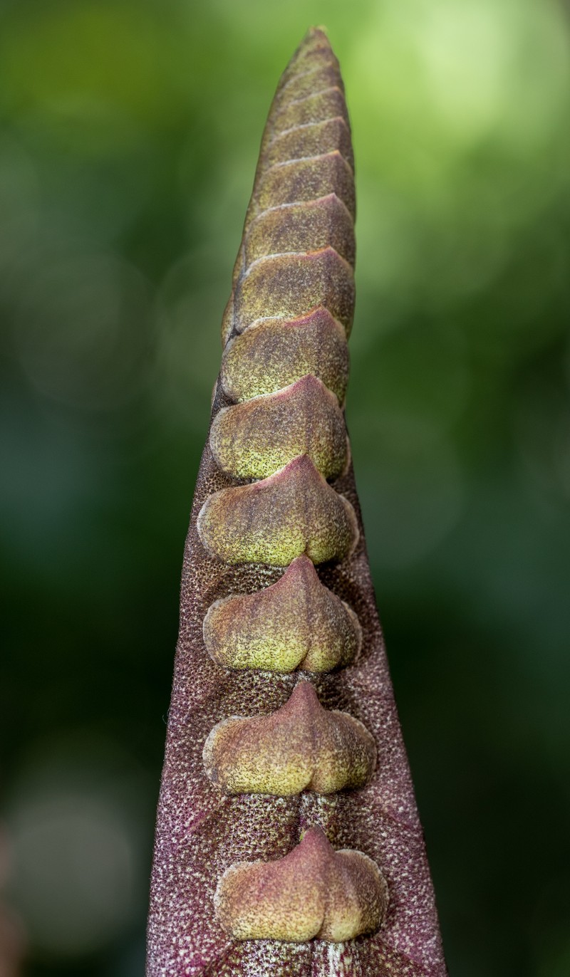 Bulbophyllum purpureorhachis photo 2