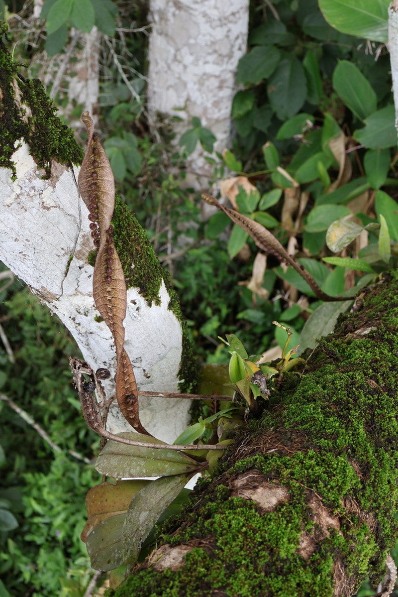 Bulbophyllum purpureorhachis photo 3