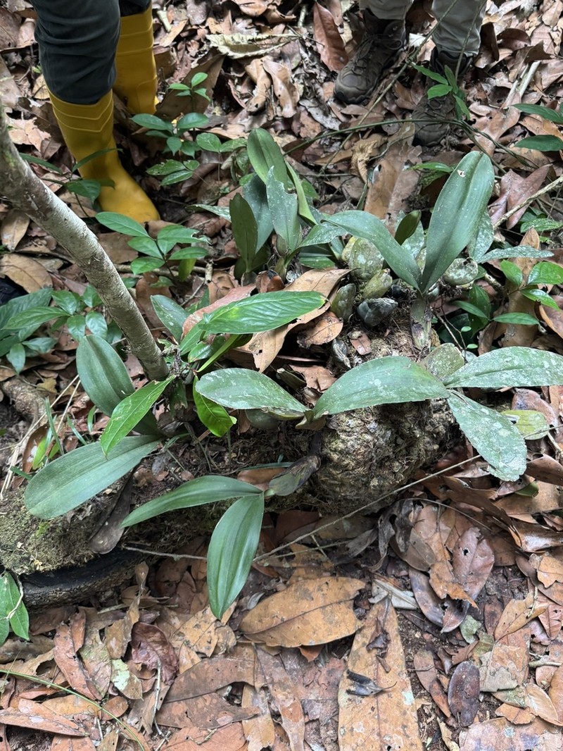 Bulbophyllum purpureorhachis photo 4
