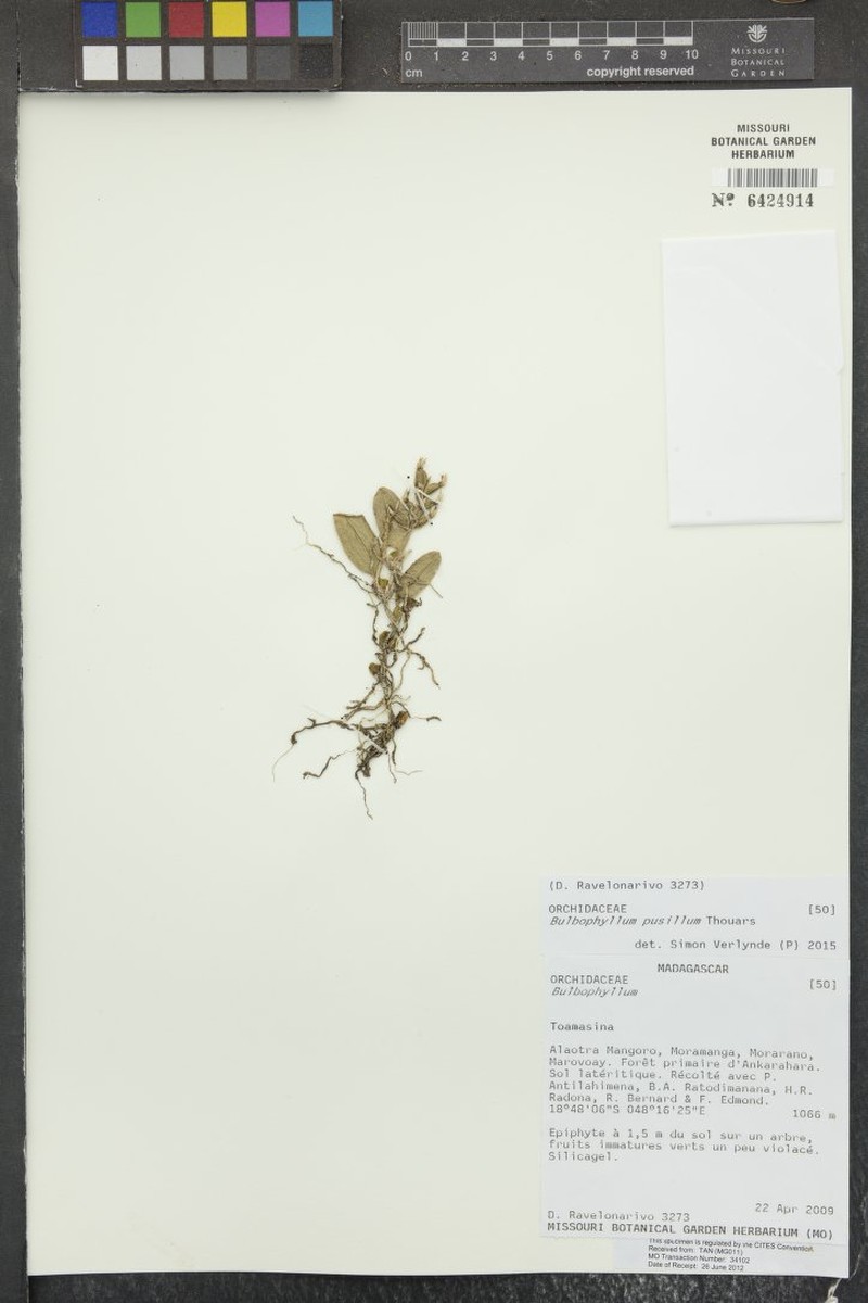 Bulbophyllum pusillum
