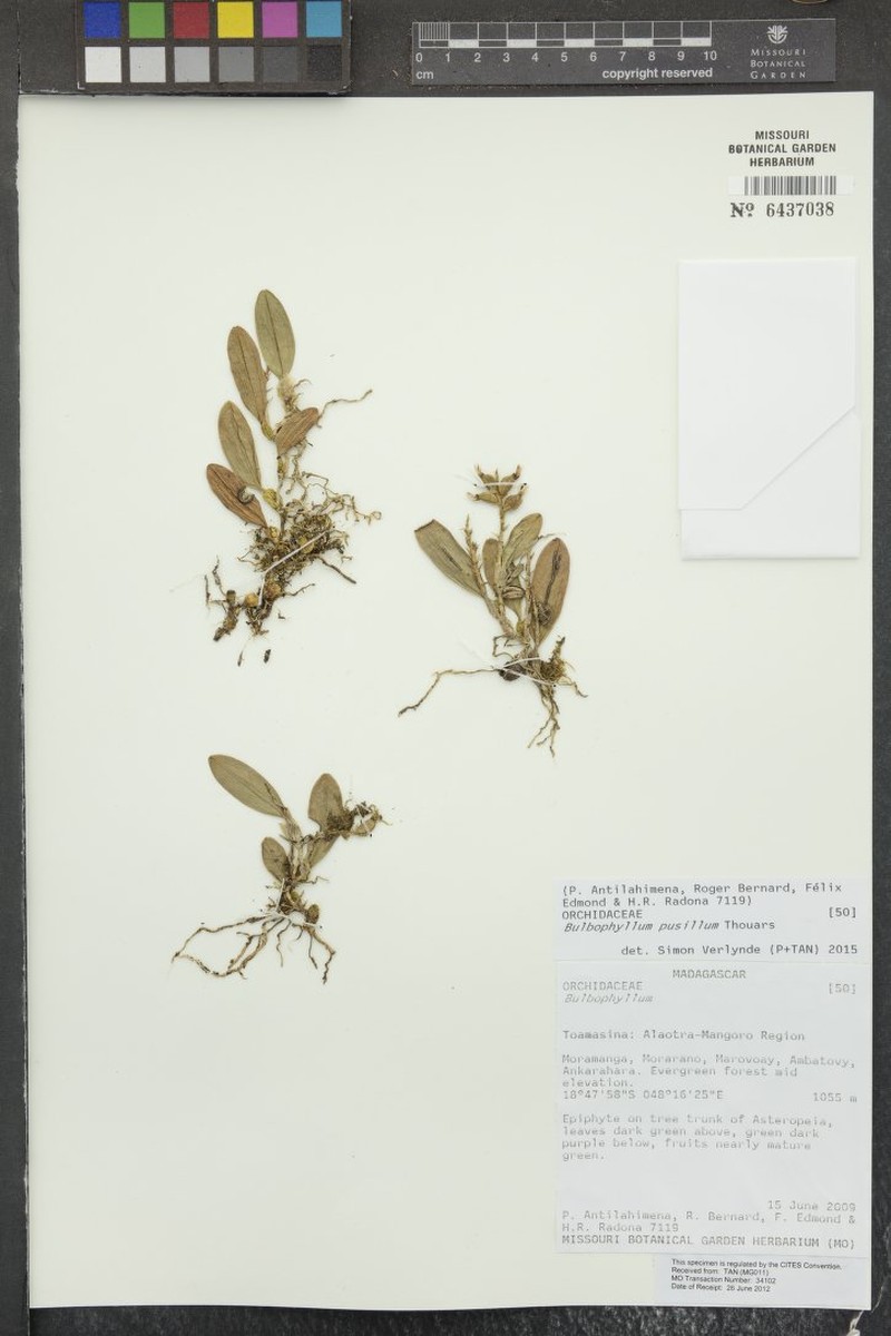 Bulbophyllum pusillum photo 2
