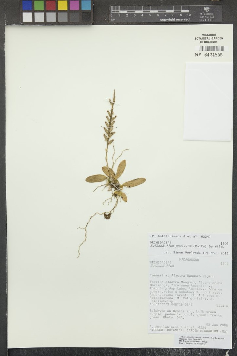 Bulbophyllum pusillum photo 3