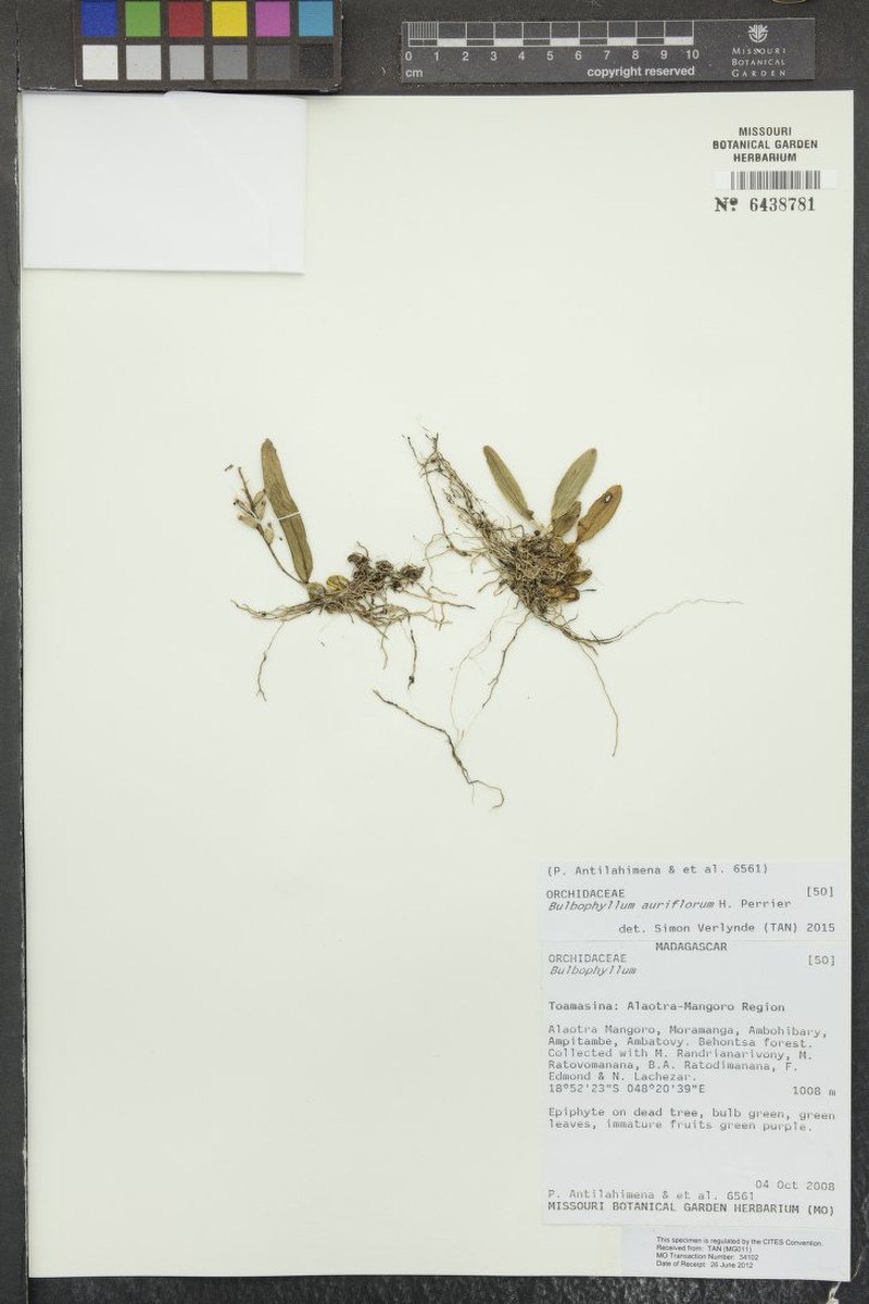 Bulbophyllum pusillum photo 4