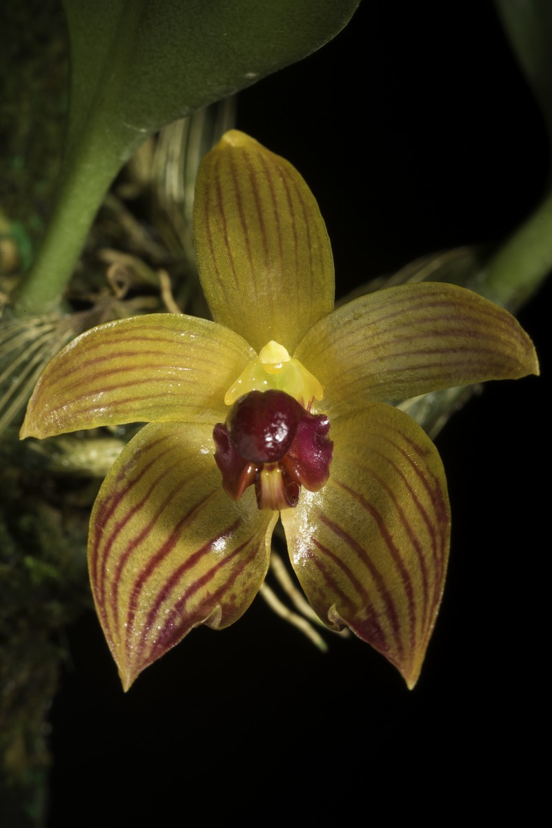 Bulbophyllum pustulatum