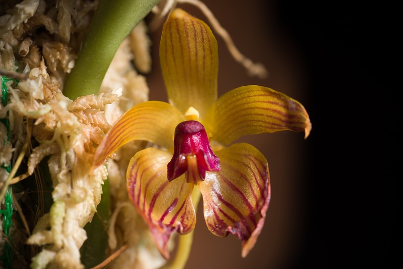 Bulbophyllum pustulatum photo 2