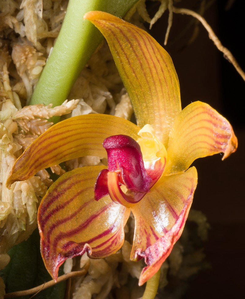 Bulbophyllum pustulatum photo 3