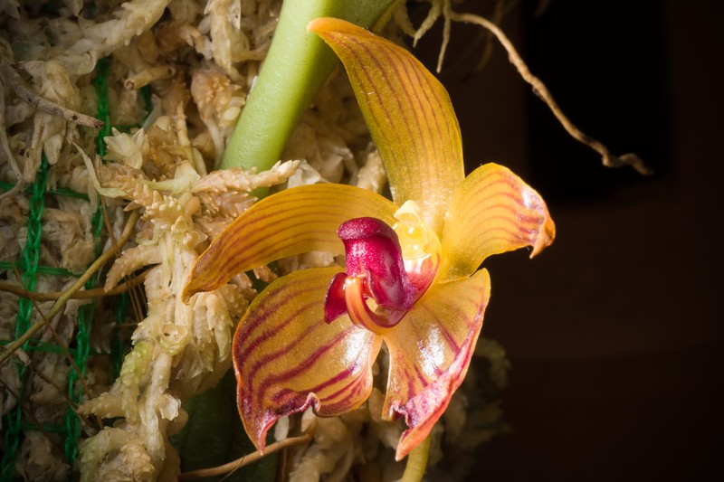 Bulbophyllum pustulatum photo 4