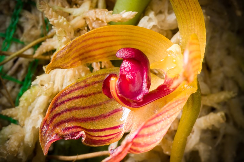 Bulbophyllum pustulatum photo 5