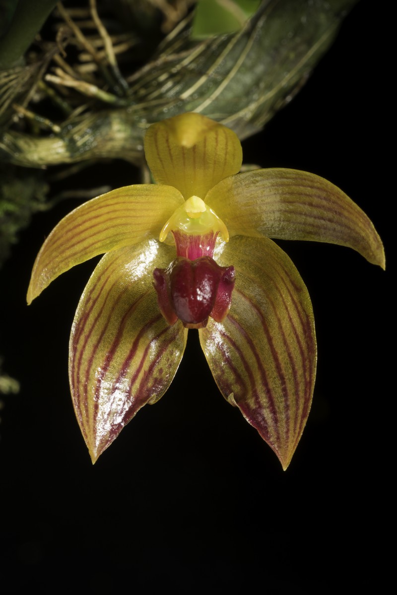 Bulbophyllum pustulatum photo 6