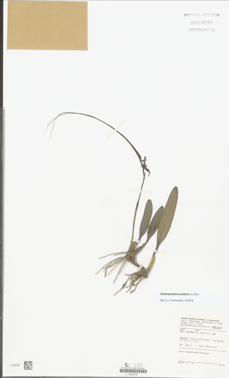 Bulbophyllum putidum photo 2