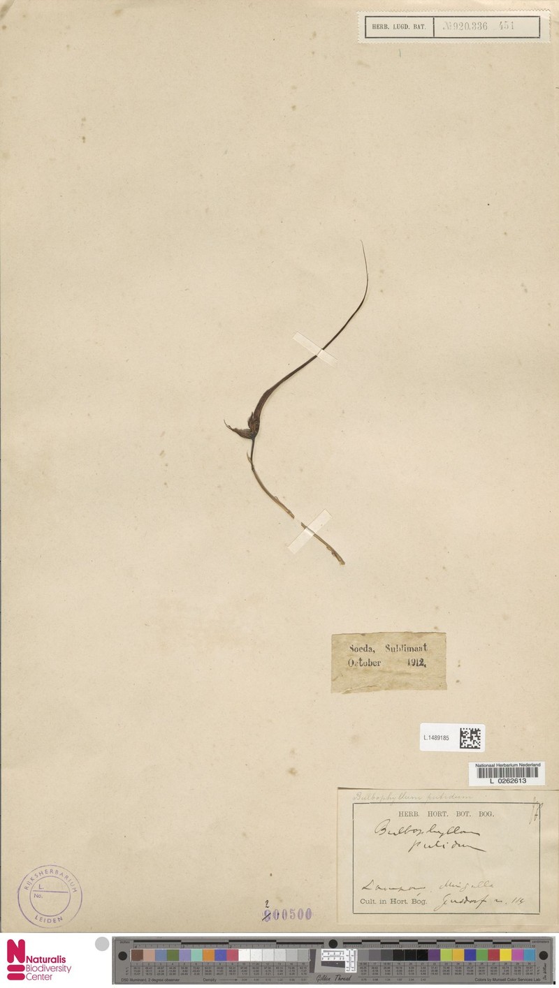 Bulbophyllum putidum photo 3