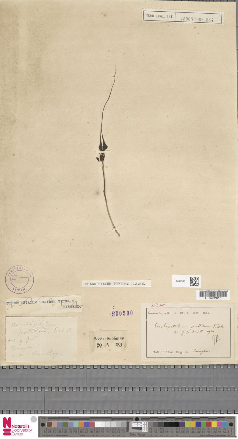 Bulbophyllum putidum photo 4