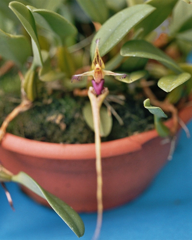 Bulbophyllum putidum photo 5