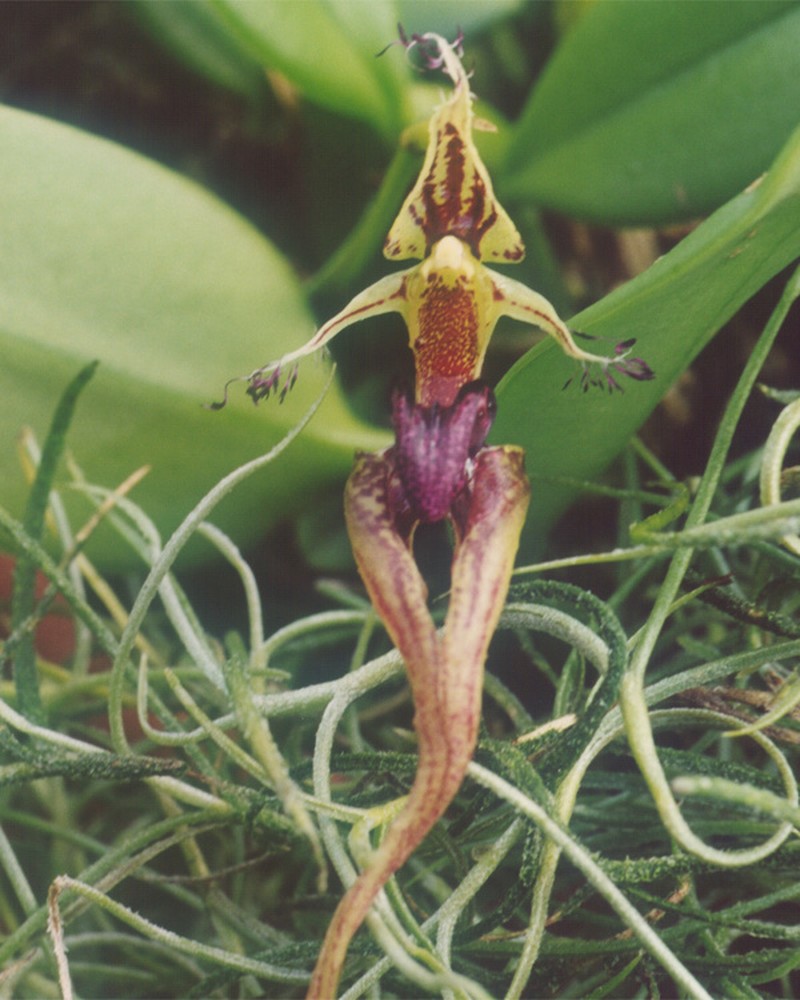 Bulbophyllum putidum photo 6