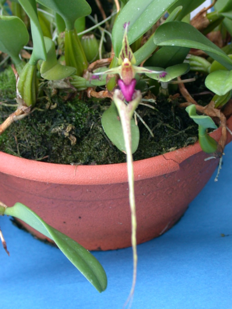 Bulbophyllum putidum photo 7