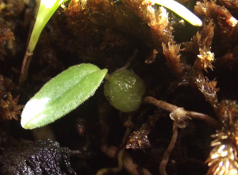 Bulbophyllum pygmaeum