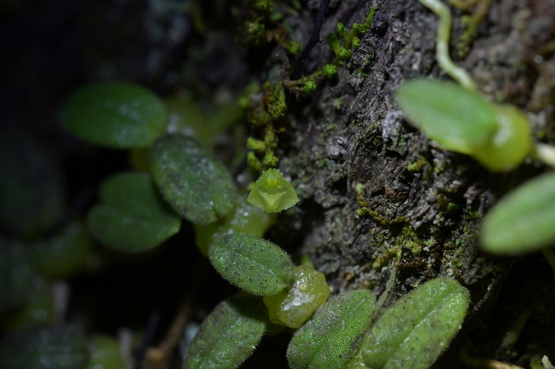Bulbophyllum pygmaeum photo 2