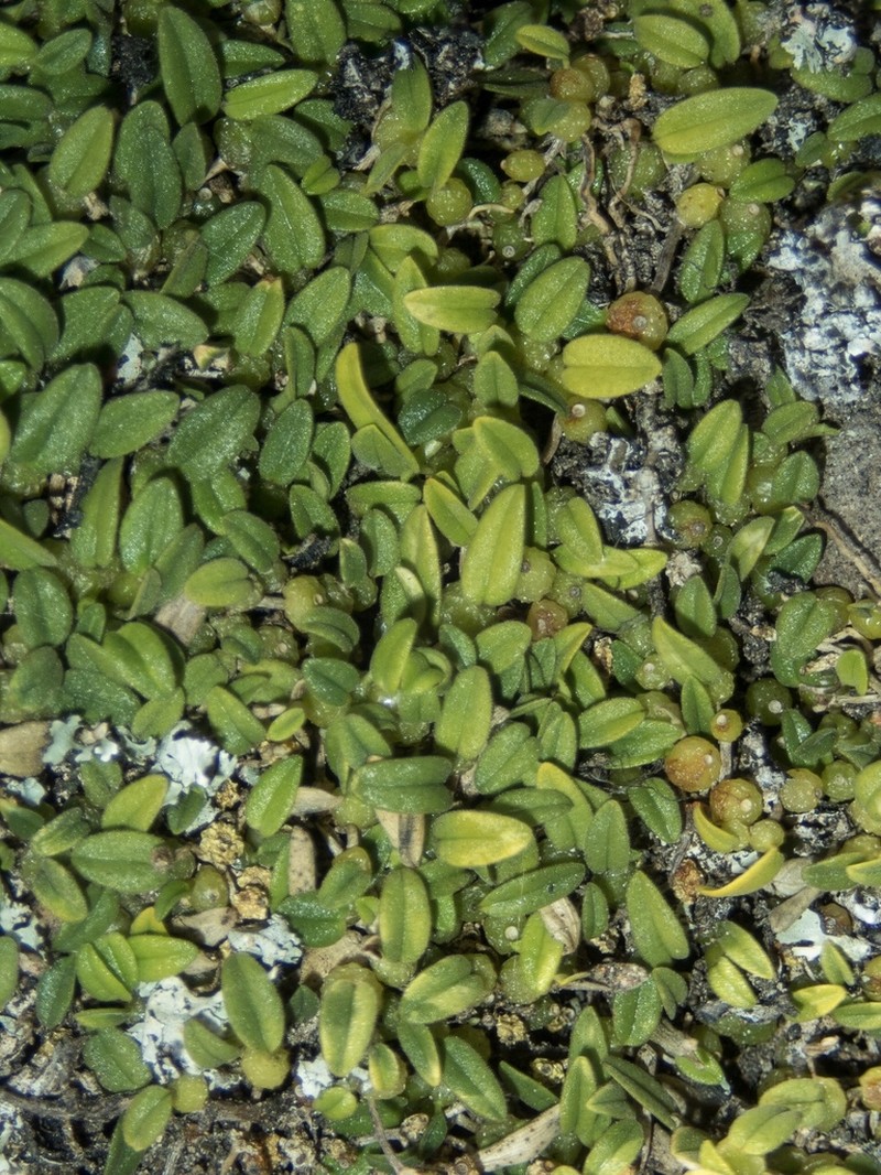 Bulbophyllum pygmaeum photo 3
