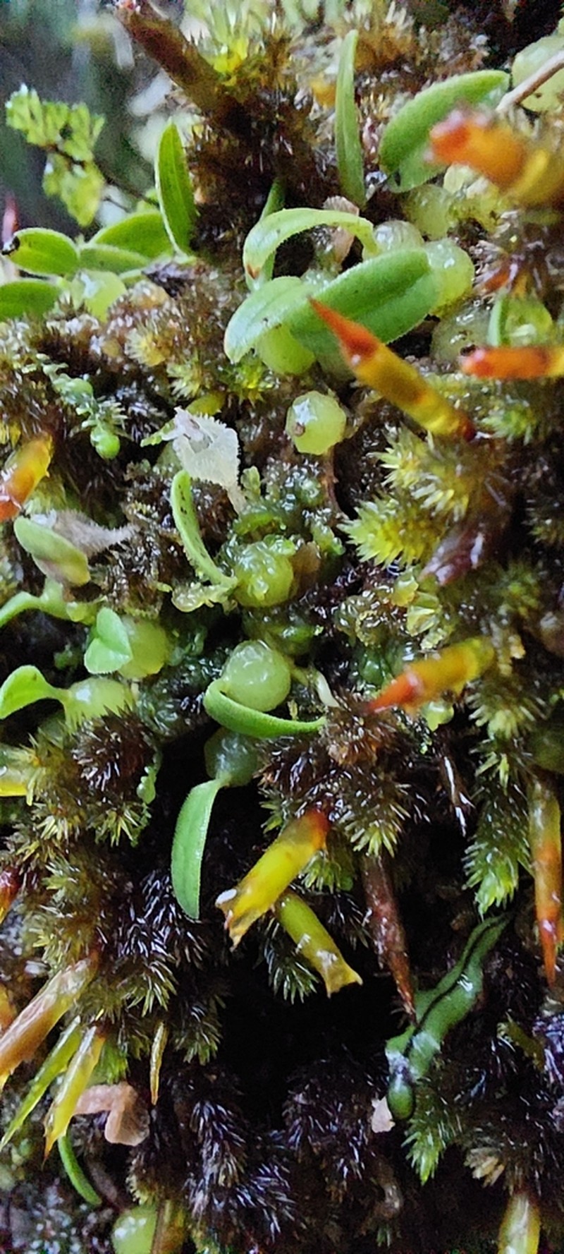 Bulbophyllum pygmaeum photo 4