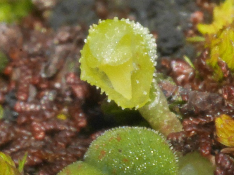 Bulbophyllum pygmaeum photo 6