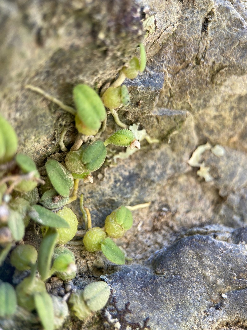 Bulbophyllum pygmaeum photo 7