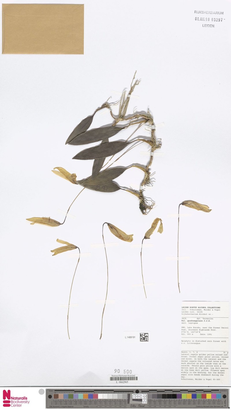 Bulbophyllum quadrangulare