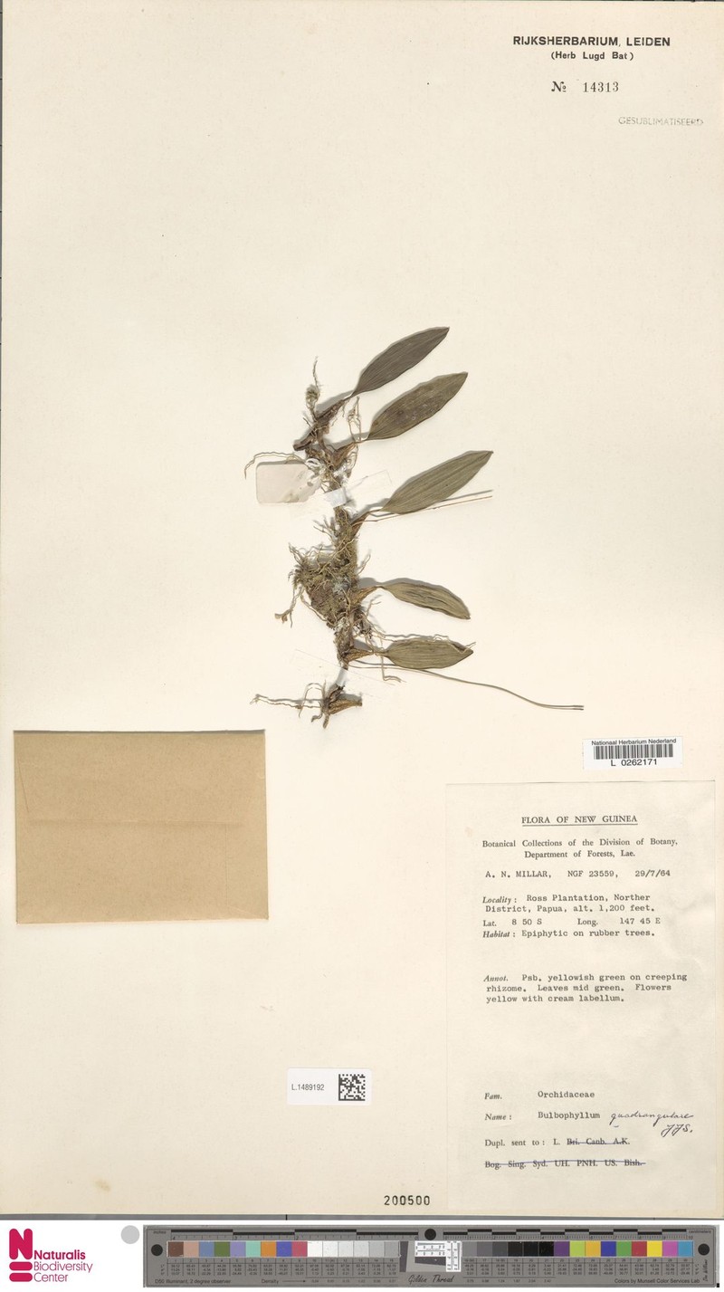 Bulbophyllum quadrangulare photo 2