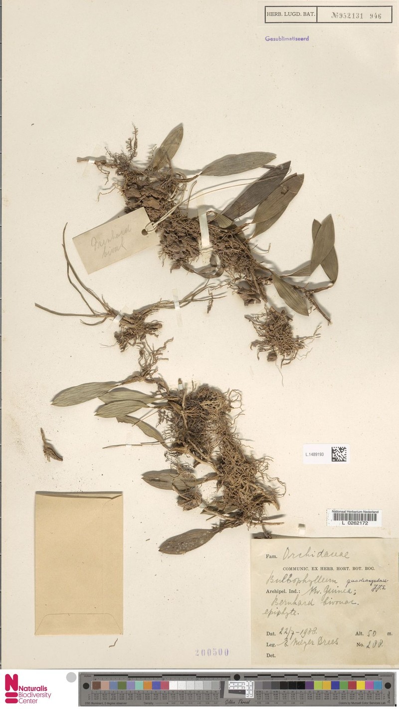 Bulbophyllum quadrangulare photo 3
