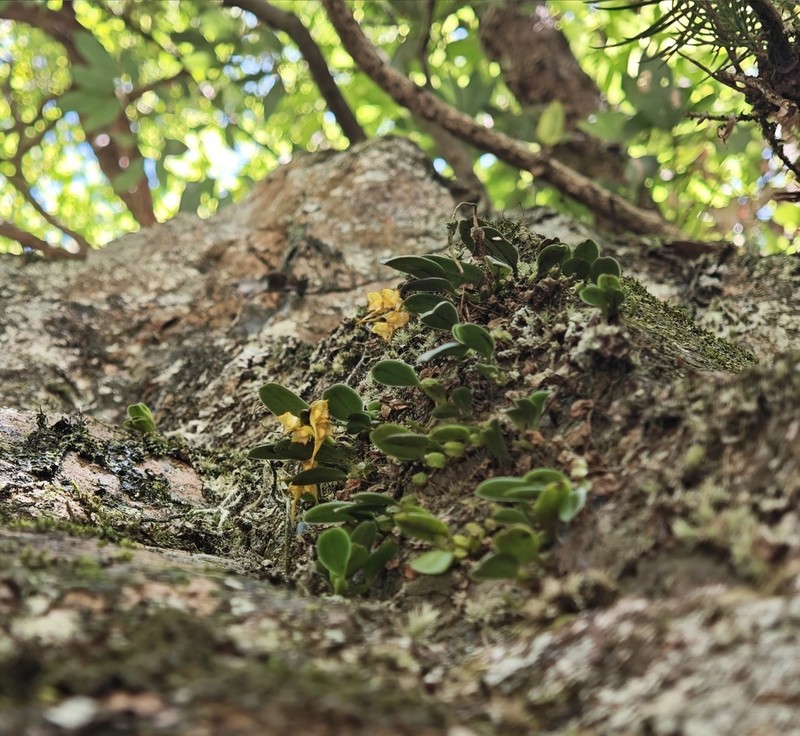 Bulbophyllum quadrangulum photo 2