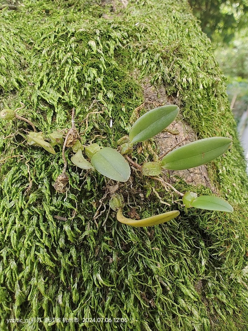 Bulbophyllum quadrangulum photo 3