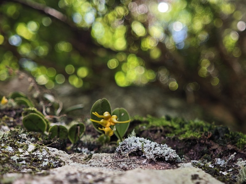 Bulbophyllum quadrangulum photo 4