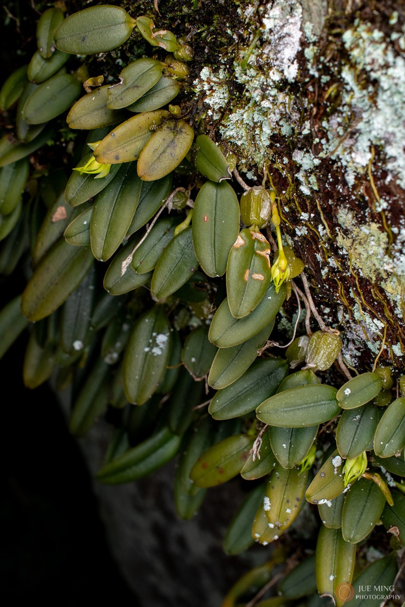 Bulbophyllum quadrangulum photo 5