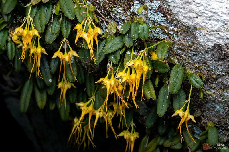 Bulbophyllum quadrangulum photo 6