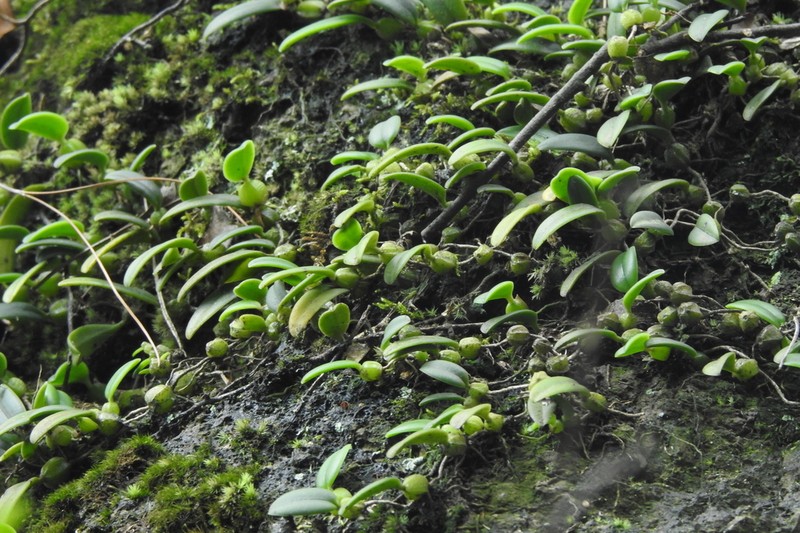 Bulbophyllum quadrangulum photo 7
