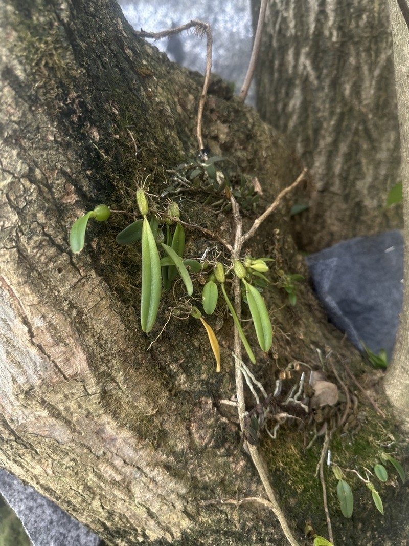 Bulbophyllum quadrangulum photo 8
