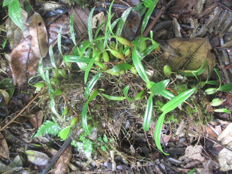 Bulbophyllum quadrialatum