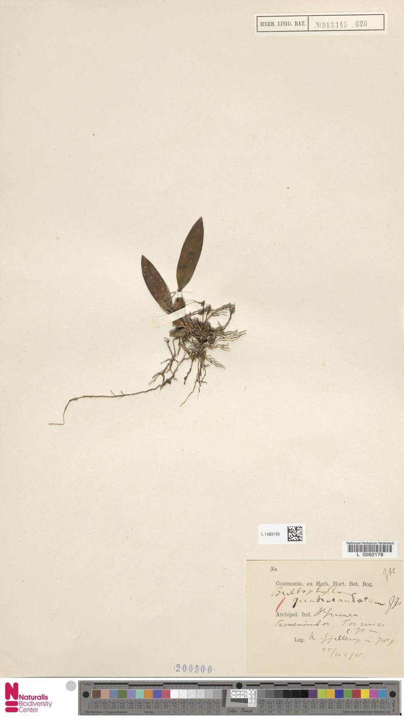 Bulbophyllum quadricaudatum