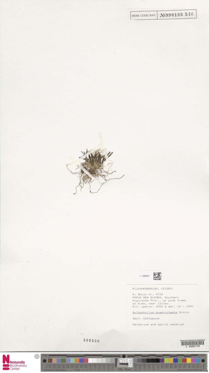 Bulbophyllum quadrichaete