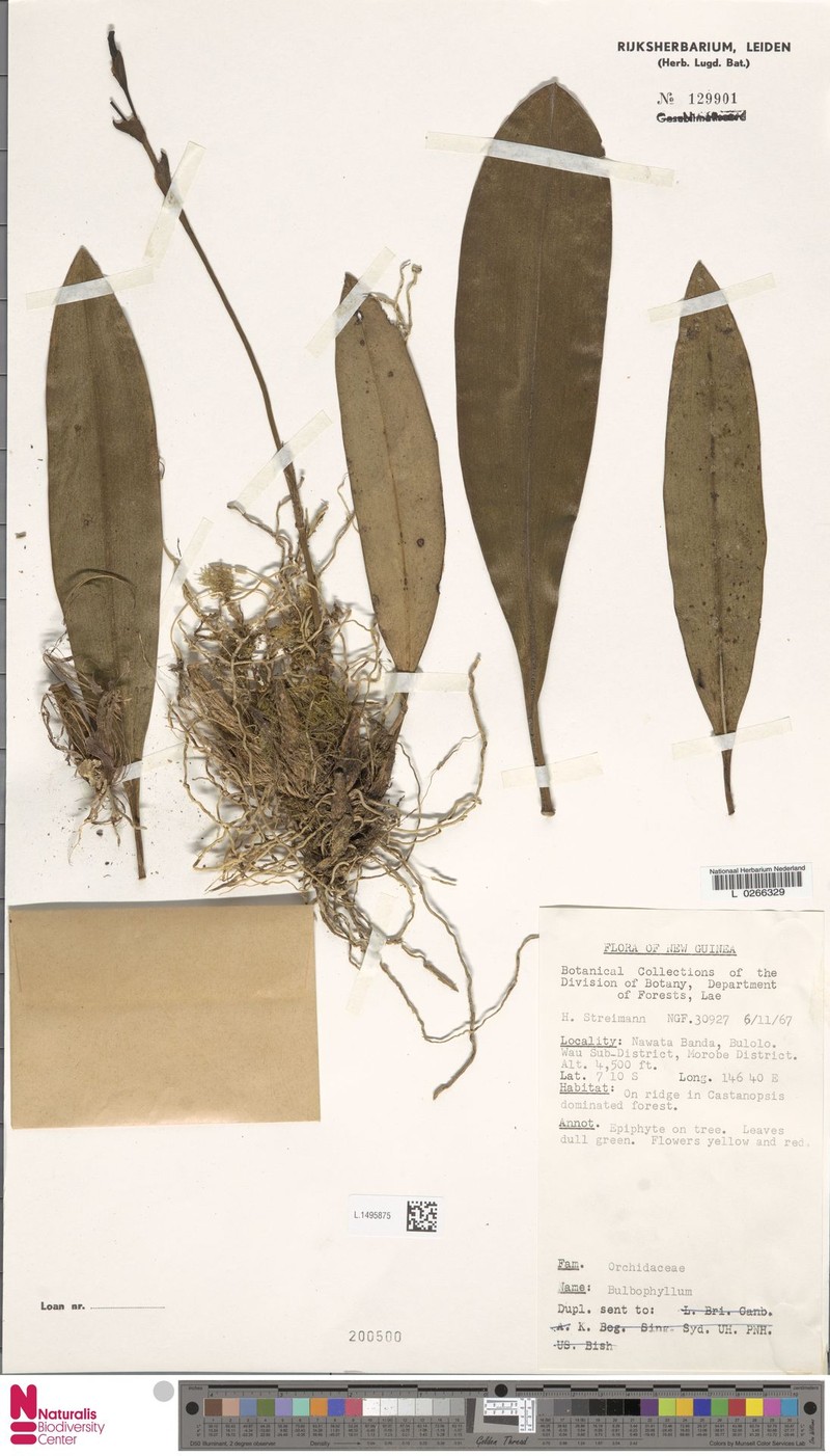 Bulbophyllum quadrichaete photo 4