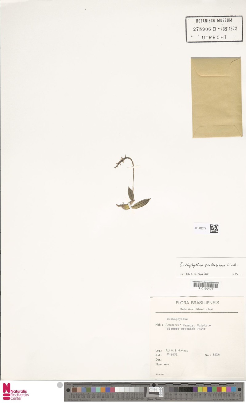 Bulbophyllum quadrisetum
