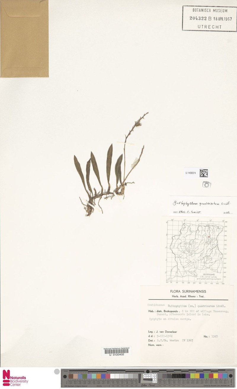 Bulbophyllum quadrisetum photo 2