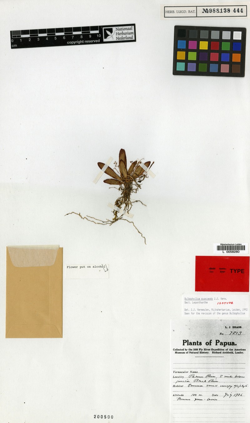 Bulbophyllum quasimodo