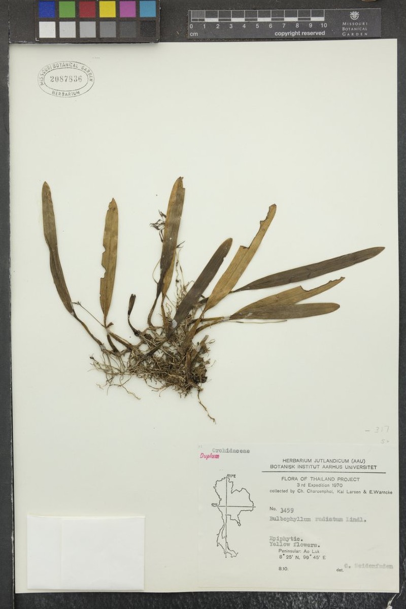 Bulbophyllum radiatum