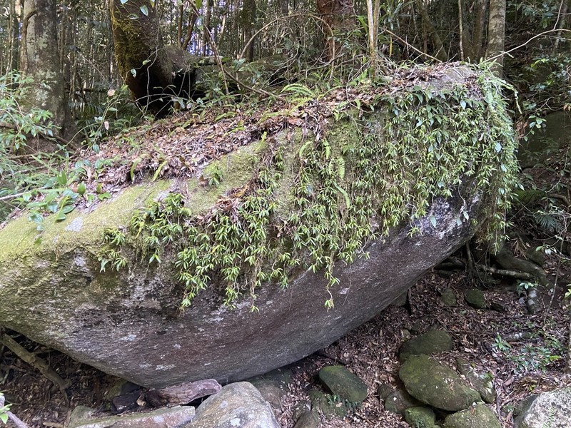 Bulbophyllum radicans