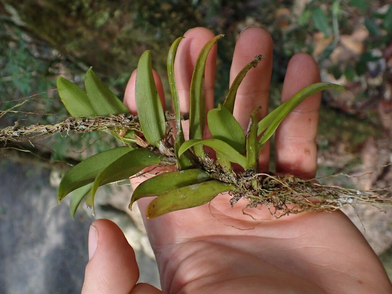 Bulbophyllum radicans photo 2