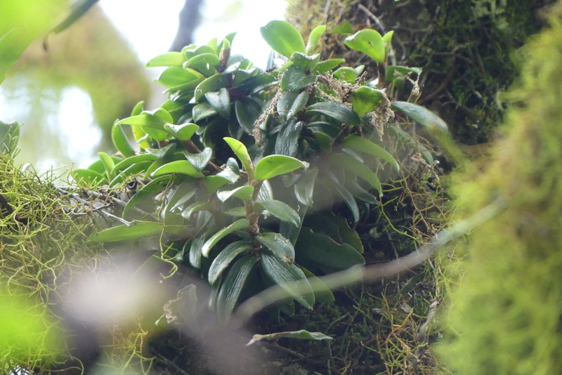 Bulbophyllum radicans photo 3