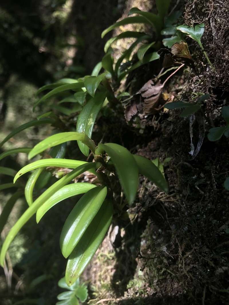 Bulbophyllum radicans photo 4