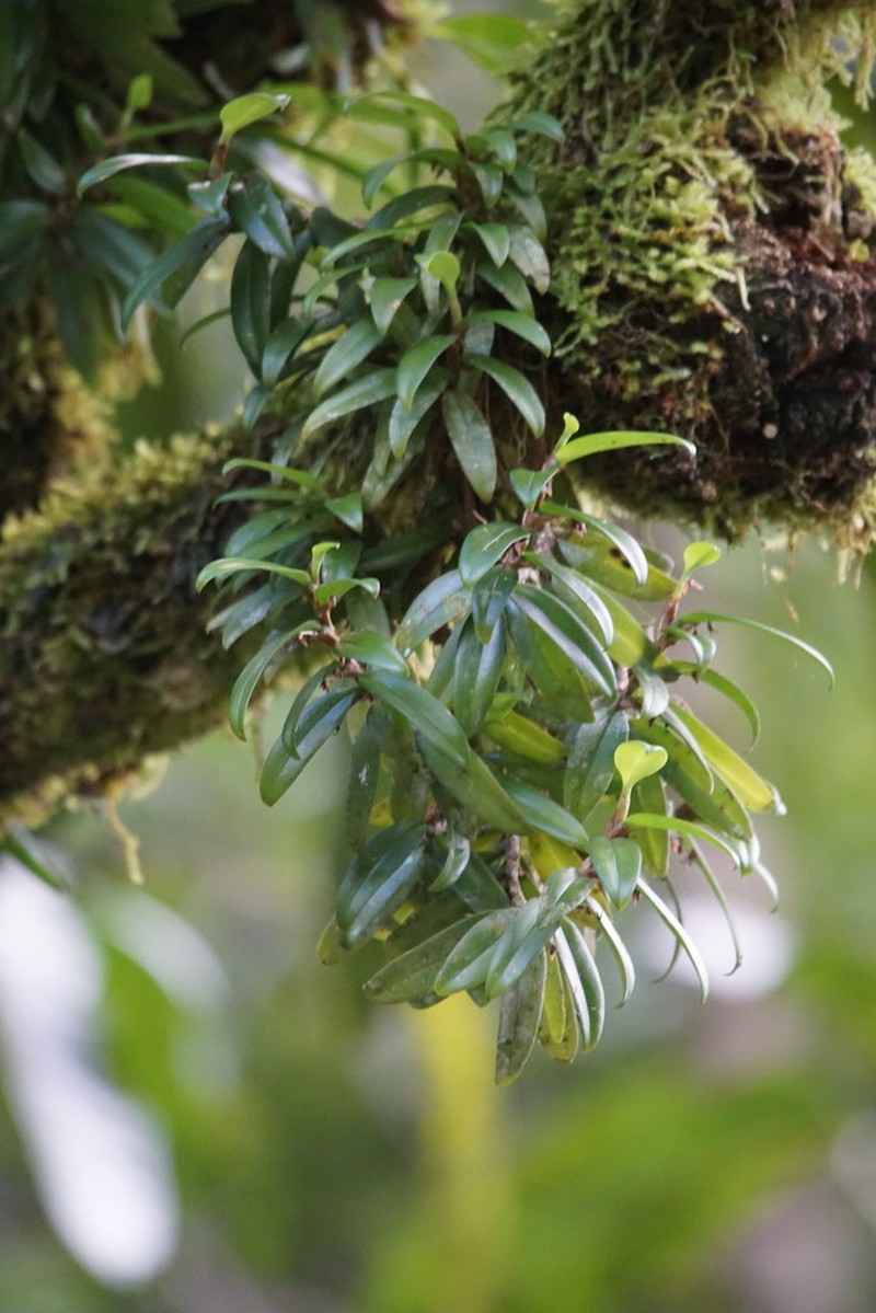 Bulbophyllum radicans photo 5