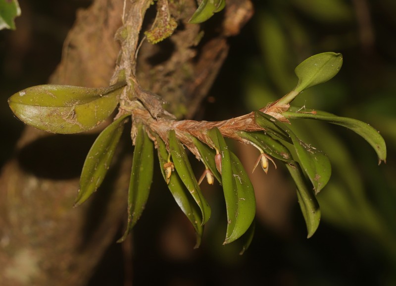 Bulbophyllum radicans photo 6