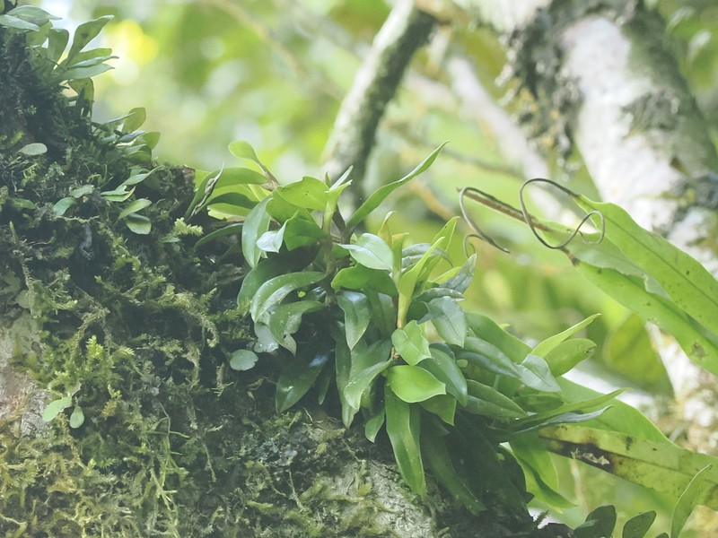 Bulbophyllum radicans photo 7